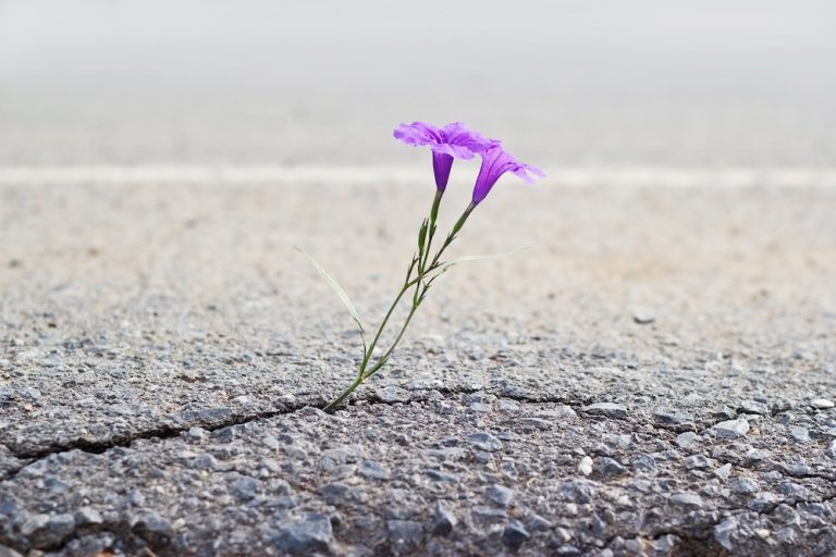 How Thought Leaders and Loyalty Builders Cultivate Resilience